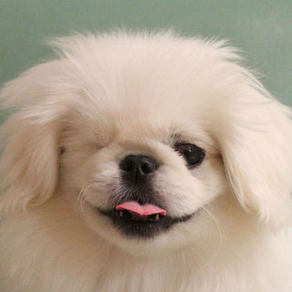 【募集一時停止】綿菓子のような真っ白い仔犬のぺきぞ