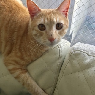 茶トラ里親様募集です。