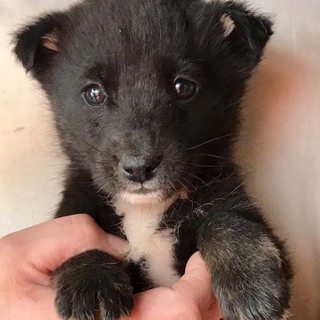 Ｉ☆２１時里親さん募集です^ ^