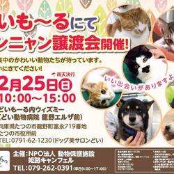 ワンニャン譲渡会