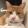 保護猫カフェ 森のねこ舎(保護活動者)