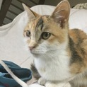 生後4ヵ月くらいの子猫です(仮名:こん)