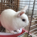 元気なうさぎです