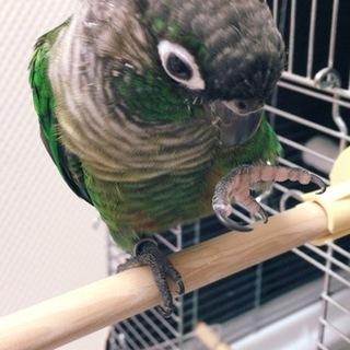 ホオミドリアカオウロコインコ里親募集