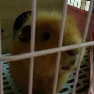 モルモットのふくくんです　里親さん募集
