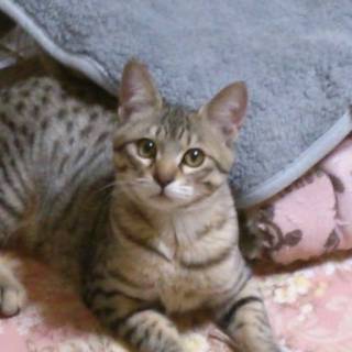 飼い主を待っています☆