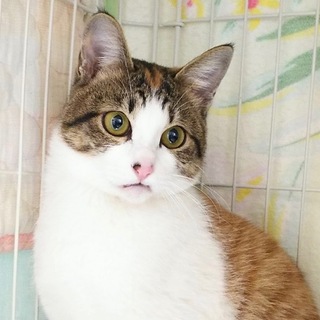 三毛のハナちゃん