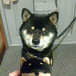 「ふたご？！」サムネイル3