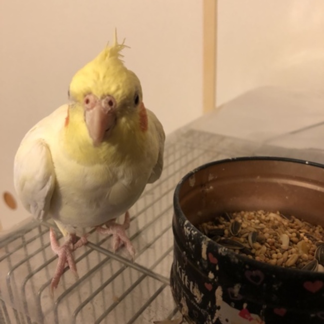 いいよこいよのカバー写真