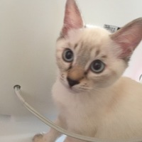 名前はまだないです！