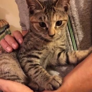 元気で明るいキジ猫ちゃんです！