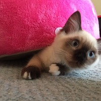 名前はまだないです！