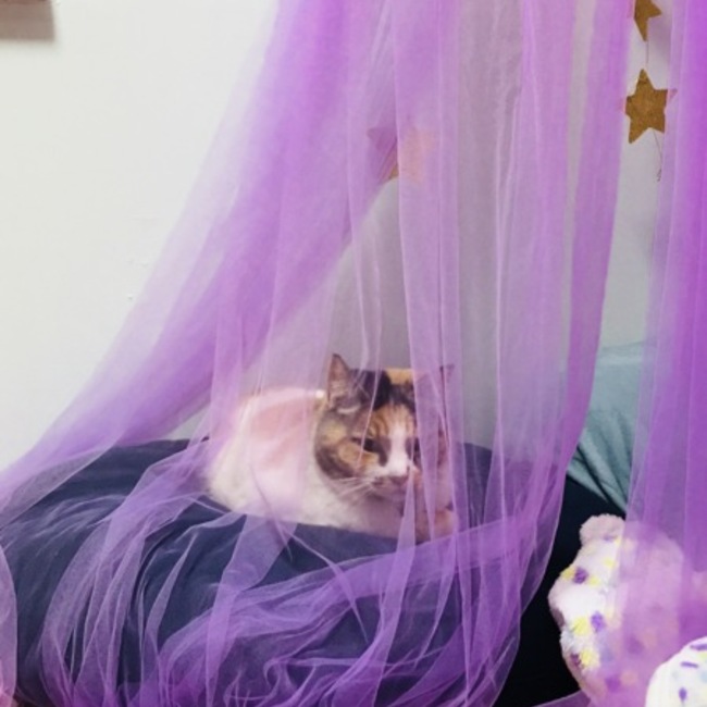 コテきんのカバー写真