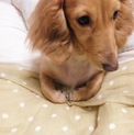 飼い主様募集