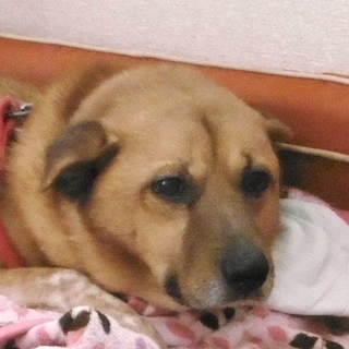 穏やかで笑顔が可愛いカブ壱くん