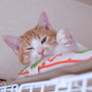 わんぱくな茶白の女の子・いよちゃん。