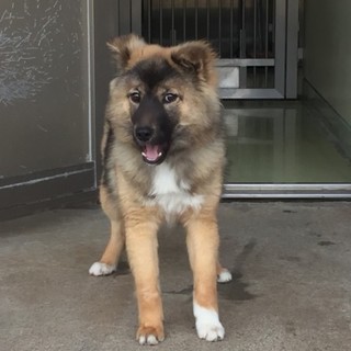 子犬のとうまくん。保健所にいます。