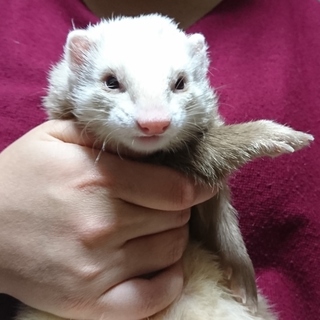 フェレット女の子シナモン