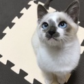 シャムmixの人懐っこい子です！