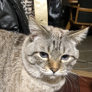 マンチカン(足長)一歳半の男の子1匹飼い希望