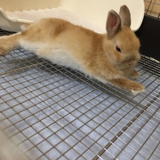 純血ネザーランドドワーフ (血統書付き)