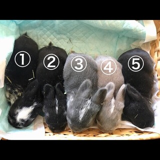 新生ミニウサギ