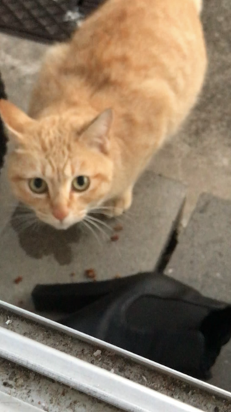 助けてあげてください サムネイル1