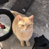 助けてあげてください サムネイル2