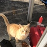 助けてあげてください サムネイル3