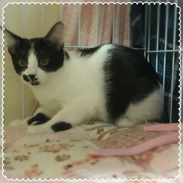 ５ケ月 可愛い黒白の八割 東京都 猫の里親募集 ペットのおうち 月間利用者150万人