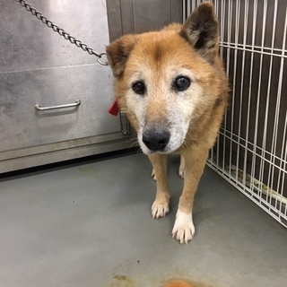 ちょっと大きめの中型わんこ、いつ男くん。