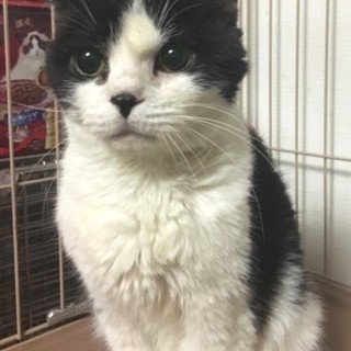 スコティッシュフォールドのオセロちゃん