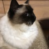 きんぎょひめ