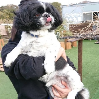 ペキニーズ　やさしいオス犬　6歳