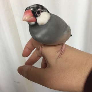 文鳥♀3歳トライアル中、多数お待ちで停止します。