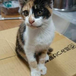 三毛猫のみこちゃん赤い糸の里親さん待ち～