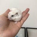 ハムスター4匹
