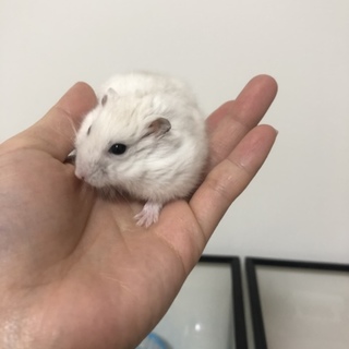 ハムスター4匹