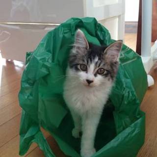 ちょっとやんちゃな白キジのくーちゃん