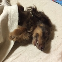 Ria