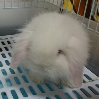 アメファジの里親募集