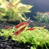 イチハチナナ