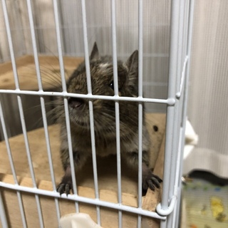 デグーの里親様募集