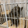 デグーの里親様募集 サムネイル2