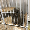 デグーの里親様募集 サムネイル3