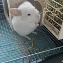 チンチラの里親様募集