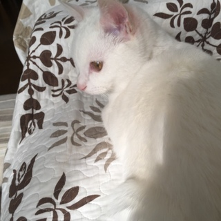 幸せの鍵しっぽのシロネコちゃんです