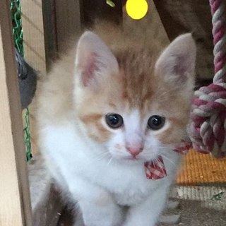 人馴れしてる茶白の子猫兄妹2か月