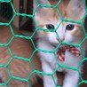 人馴れしてる茶白の子猫兄妹2か月 サムネイル2