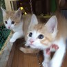 人馴れしてる茶白の子猫兄妹2か月 サムネイル3